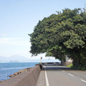 Akou (Banyan) tree clusters in the Fujino district