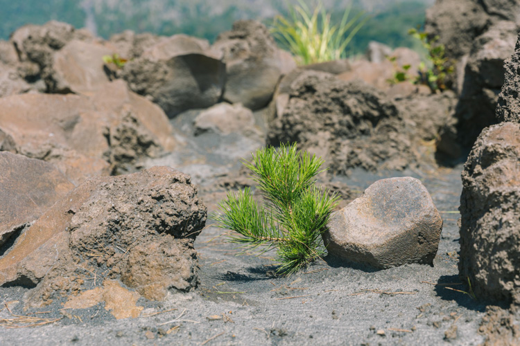 Lava and pine