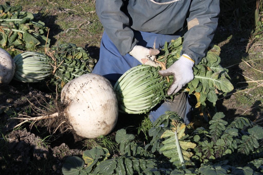 Sakurajima Daikon