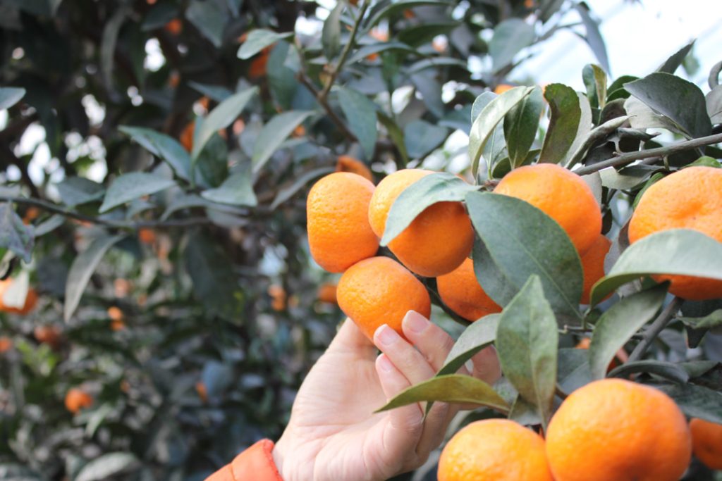 Sakurajima Small Mandarin Oranges