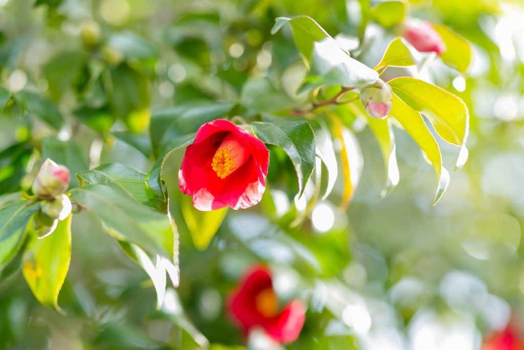 Sakurajima camellia